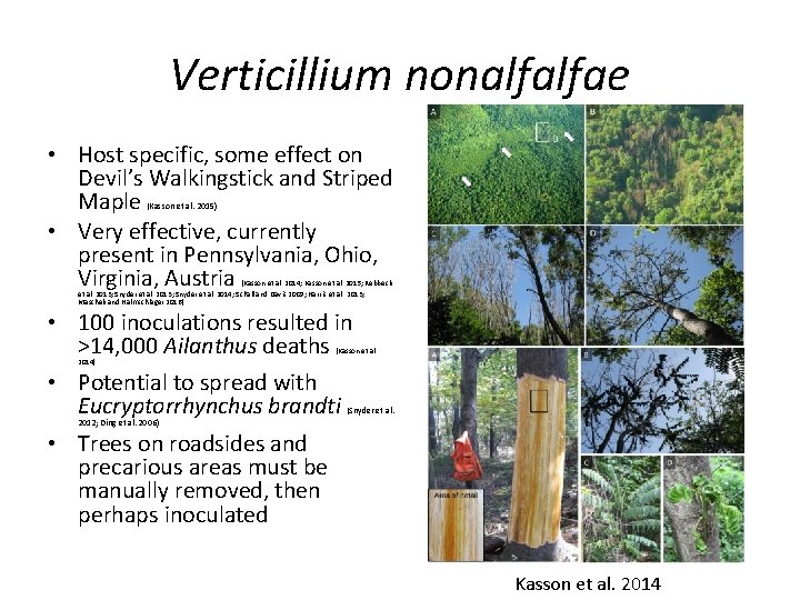 Verticillium nonalfalfae • Host specific, some effect on Devil’s Walkingstick and Striped Maple •