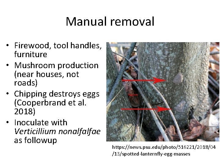 Manual removal • Firewood, tool handles, furniture • Mushroom production (near houses, not roads)