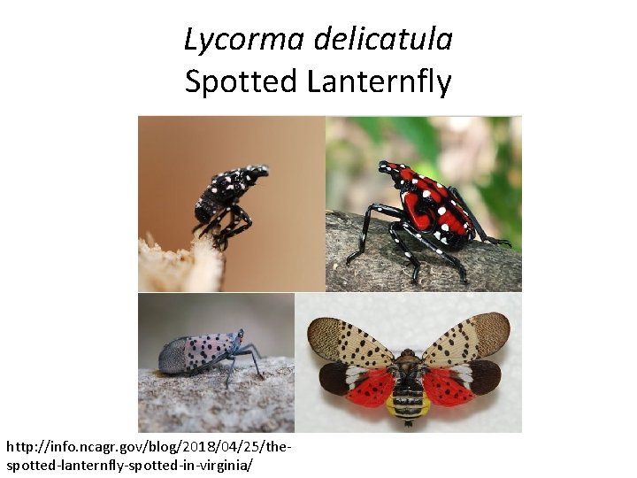 Lycorma delicatula Spotted Lanternfly http: //info. ncagr. gov/blog/2018/04/25/thespotted-lanternfly-spotted-in-virginia/ 