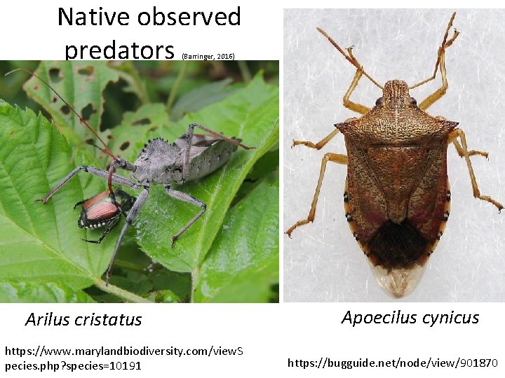 Native observed predators (Barringer, 2016) Arilus cristatus https: //www. marylandbiodiversity. com/view. S pecies. php?