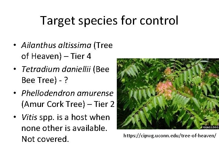 Target species for control • Ailanthus altissima (Tree of Heaven) – Tier 4 •