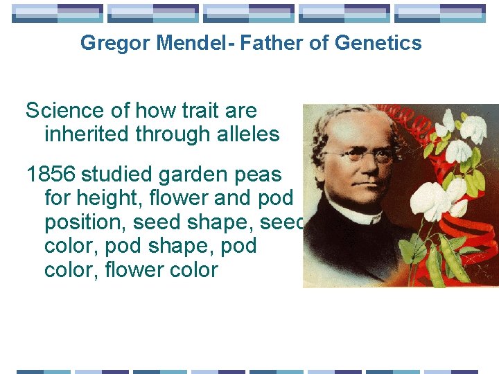 Gregor Mendel- Father of Genetics Science of how trait are inherited through alleles 1856