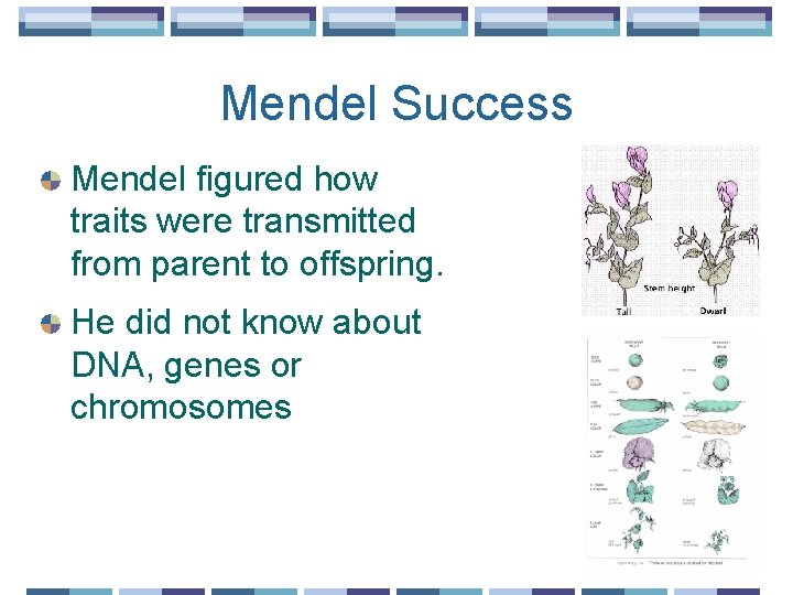 Mendel Success Mendel figured how traits were transmitted from parent to offspring. He did