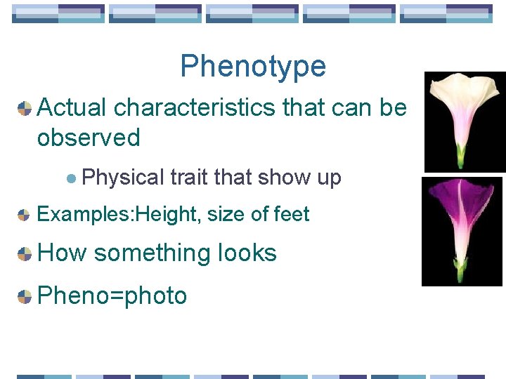 Phenotype Actual characteristics that can be observed l Physical trait that show up Examples: