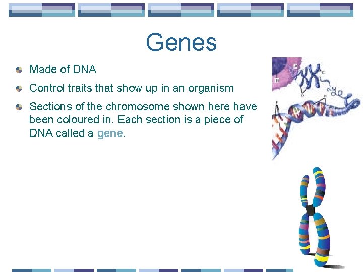 Genes Made of DNA Control traits that show up in an organism Sections of