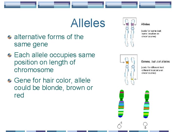 Alleles alternative forms of the same gene Each allele occupies same position on length