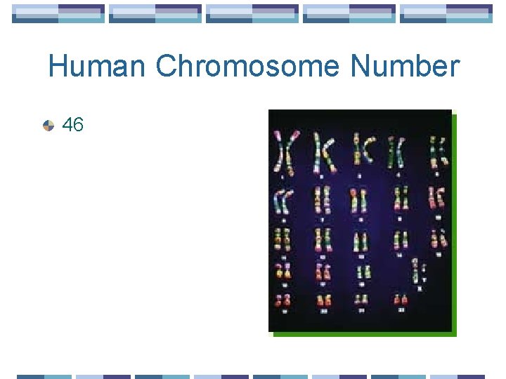 Human Chromosome Number 46 