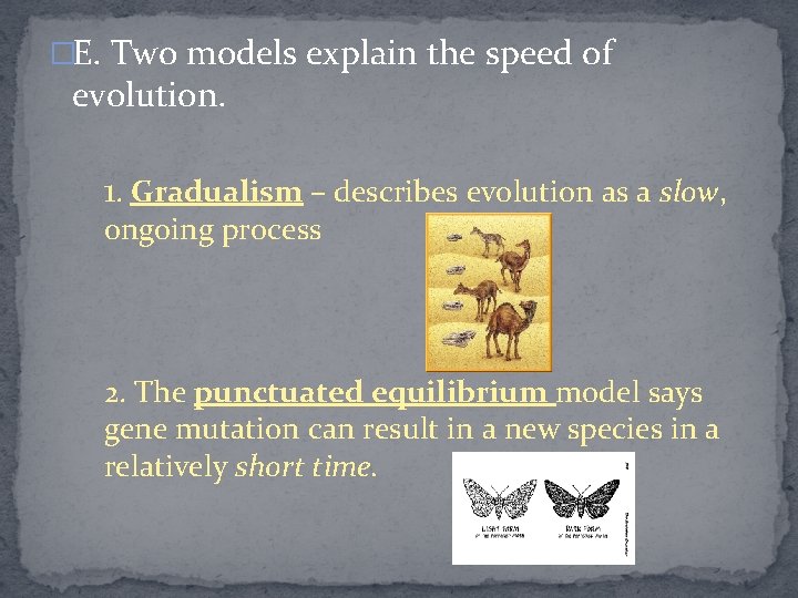 �E. Two models explain the speed of evolution. 1. Gradualism – describes evolution as
