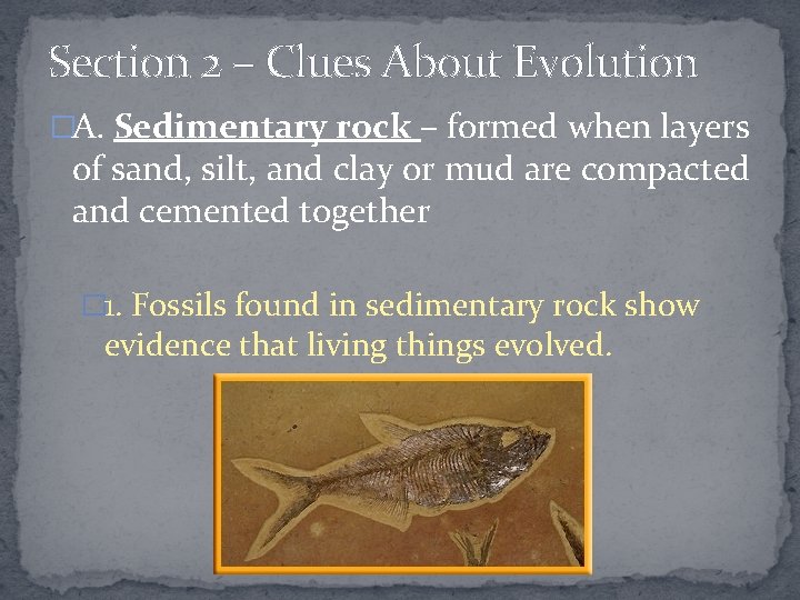 Section 2 – Clues About Evolution �A. Sedimentary rock – formed when layers of