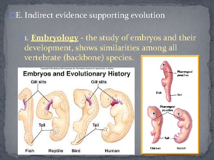 �E. Indirect evidence supporting evolution � 1. Embryology - the study of embryos and