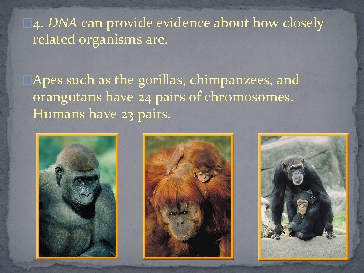 � 4. DNA can provide evidence about how closely related organisms are. �Apes such