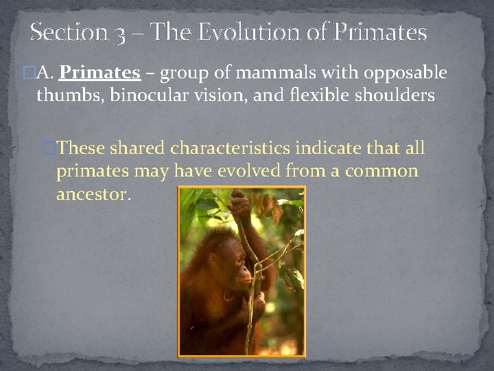 Section 3 – The Evolution of Primates �A. Primates – group of mammals with