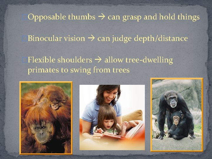 �Opposable thumbs can grasp and hold things �Binocular vision can judge depth/distance �Flexible shoulders