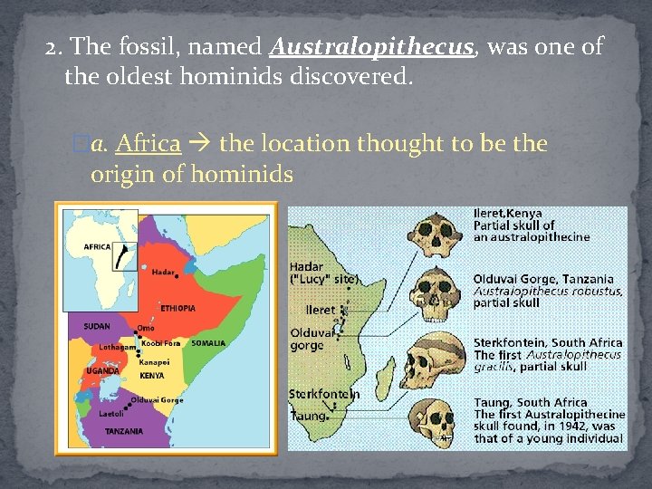 2. The fossil, named Australopithecus, was one of the oldest hominids discovered. �a. Africa