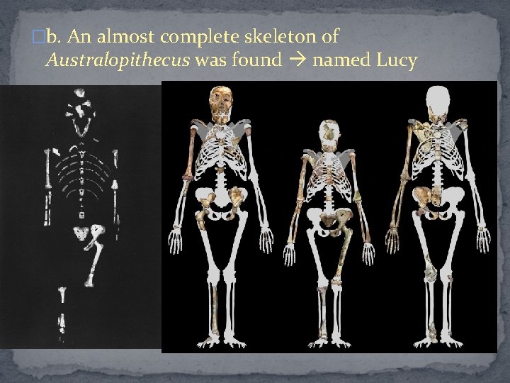 �b. An almost complete skeleton of Australopithecus was found named Lucy 