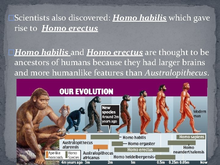 �Scientists also discovered: Homo habilis which gave rise to Homo erectus �Homo habilis and