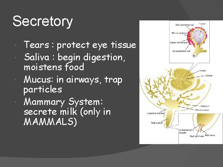 Secretory Tears : protect eye tissue Saliva : begin digestion, moistens food Mucus: in