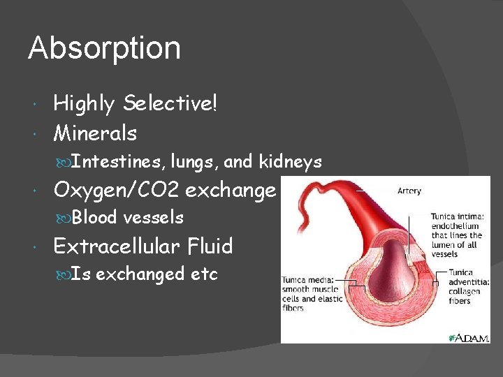 Absorption Highly Selective! Minerals Intestines, lungs, and kidneys Oxygen/CO 2 exchange Blood vessels Extracellular