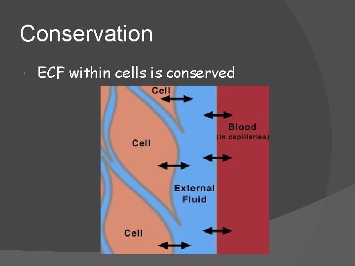 Conservation ECF within cells is conserved 