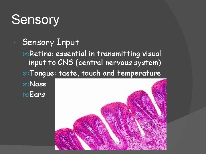 Sensory Input Retina: essential in transmitting visual input to CNS (central nervous system) Tongue: