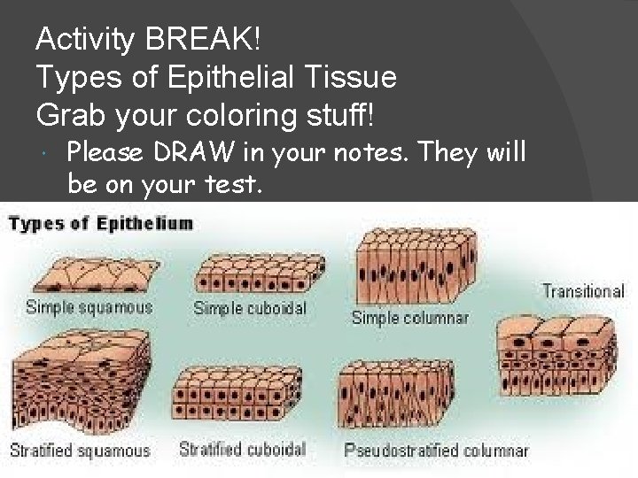 Activity BREAK! Types of Epithelial Tissue Grab your coloring stuff! Please DRAW in your