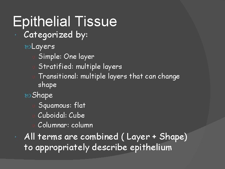 Epithelial Tissue Categorized by: Layers ○ Simple: One layer ○ Stratified: multiple layers ○