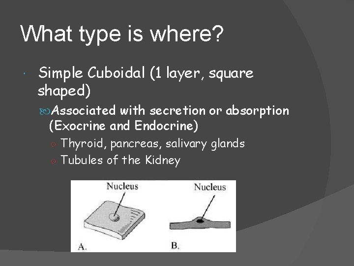 What type is where? Simple Cuboidal (1 layer, square shaped) Associated with secretion or