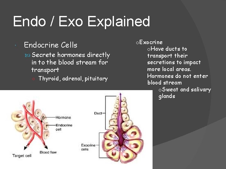 Endo / Exo Explained Endocrine Cells Secrete hormones directly in to the blood stream