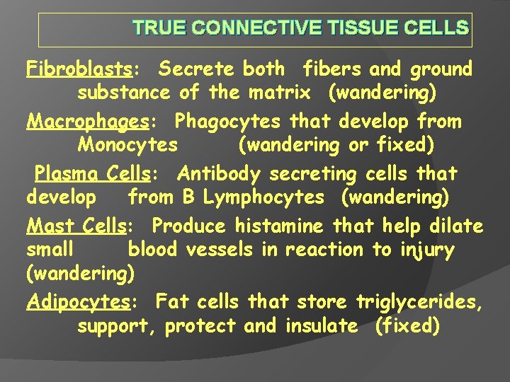 TRUE CONNECTIVE TISSUE CELLS Fibroblasts: Secrete both fibers and ground substance of the matrix