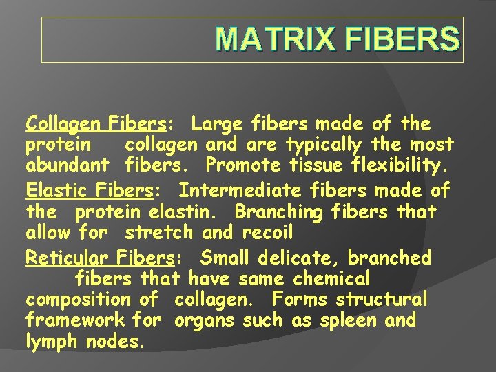 MATRIX FIBERS Collagen Fibers: Large fibers made of the protein collagen and are typically