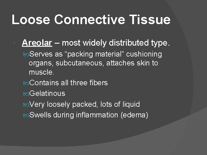 Loose Connective Tissue Areolar – most widely distributed type. Serves as “packing material” cushioning