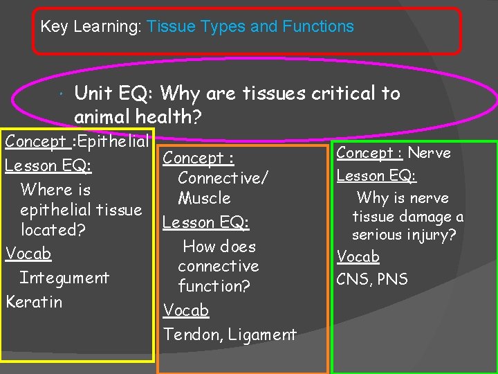 Key Learning: Tissue Types and Functions Unit EQ: Why are tissues critical to animal