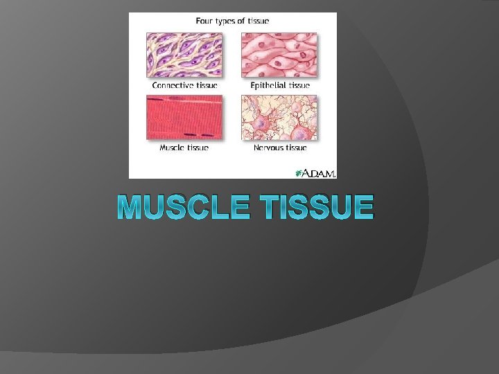 MUSCLE TISSUE 