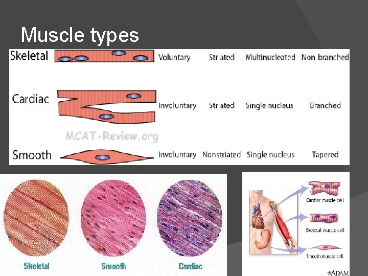Muscle types 