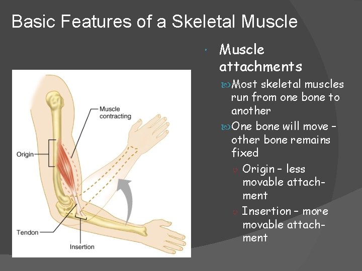 Basic Features of a Skeletal Muscle attachments Most skeletal muscles run from one bone