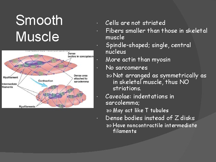 Smooth Muscle Cells are not striated Fibers smaller than those in skeletal muscle Spindle-shaped;
