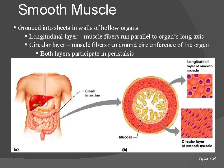 Smooth Muscle • Grouped into sheets in walls of hollow organs • Longitudinal layer