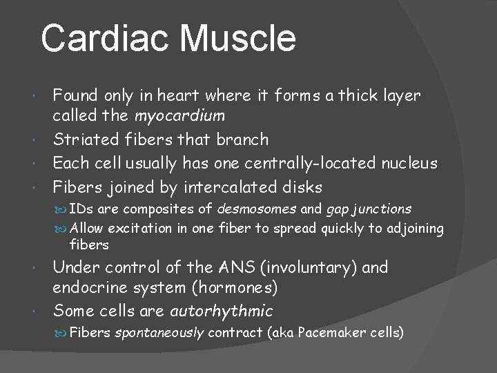 Cardiac Muscle Found only in heart where it forms a thick layer called the