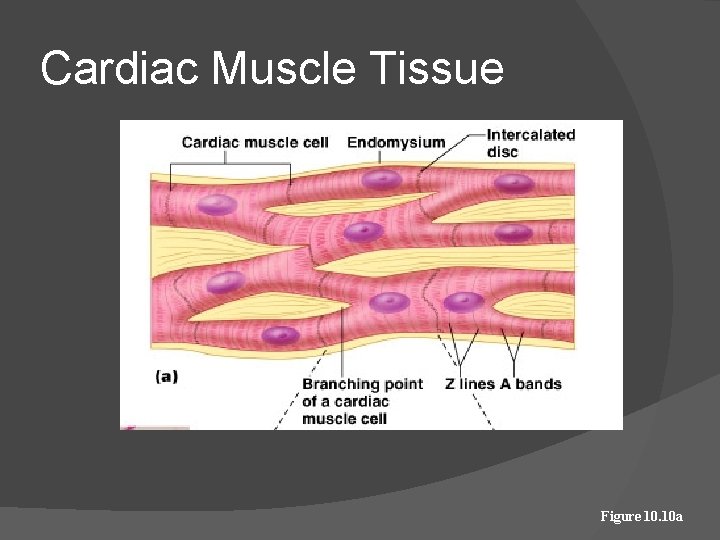 Cardiac Muscle Tissue Figure 10. 10 a 