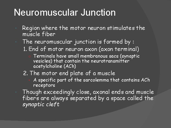 Neuromuscular Junction Region where the motor neuron stimulates the muscle fiber The neuromuscular junction