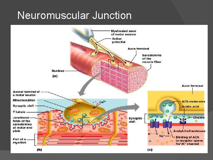 Neuromuscular Junction Figure 9. 7 (a-c) 