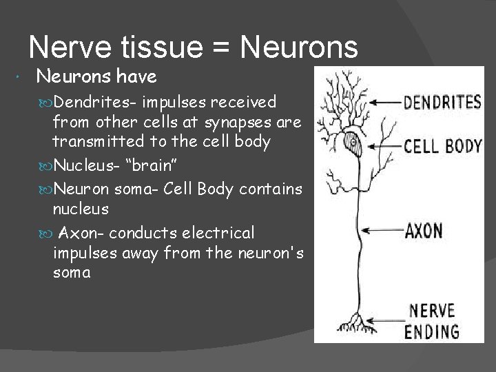 Nerve tissue = Neurons have Dendrites- impulses received from other cells at synapses are