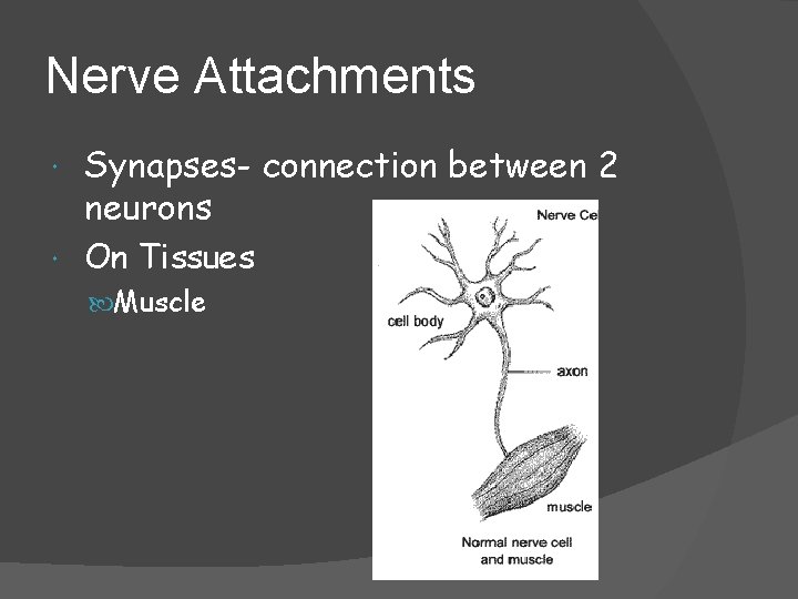 Nerve Attachments Synapses- connection between 2 neurons On Tissues Muscle 