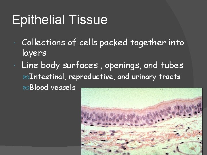 Epithelial Tissue Collections of cells packed together into layers Line body surfaces , openings,