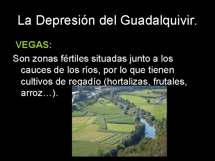 La Depresión del Guadalquivir. VEGAS: Son zonas fértiles situadas junto a los cauces de