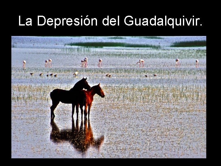 La Depresión del Guadalquivir. 