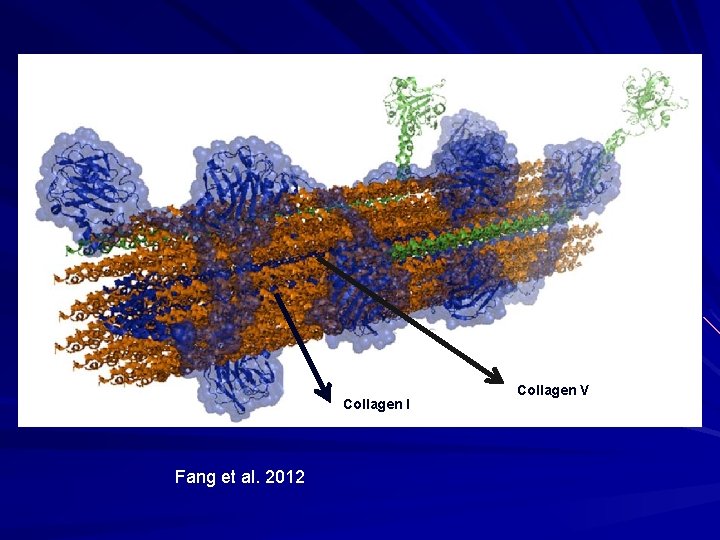 Collagen I Fang et al. 2012 Collagen V 