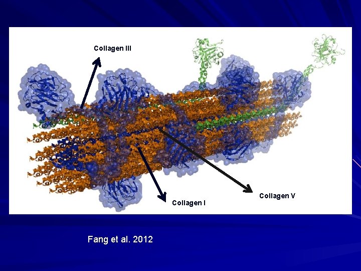 Collagen III Collagen I Fang et al. 2012 Collagen V 