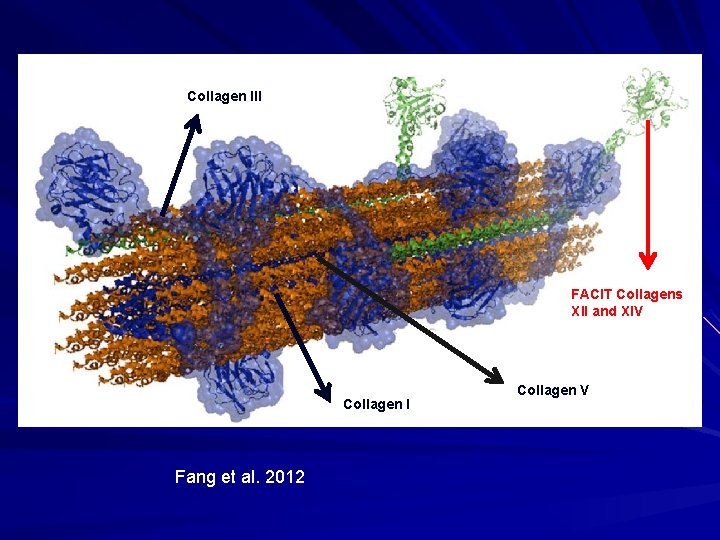 Collagen III FACIT Collagens XII and XIV Collagen I Fang et al. 2012 Collagen