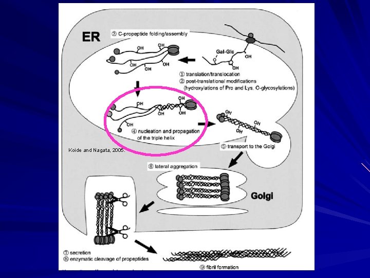 Koide and Nagata, 2005. 
